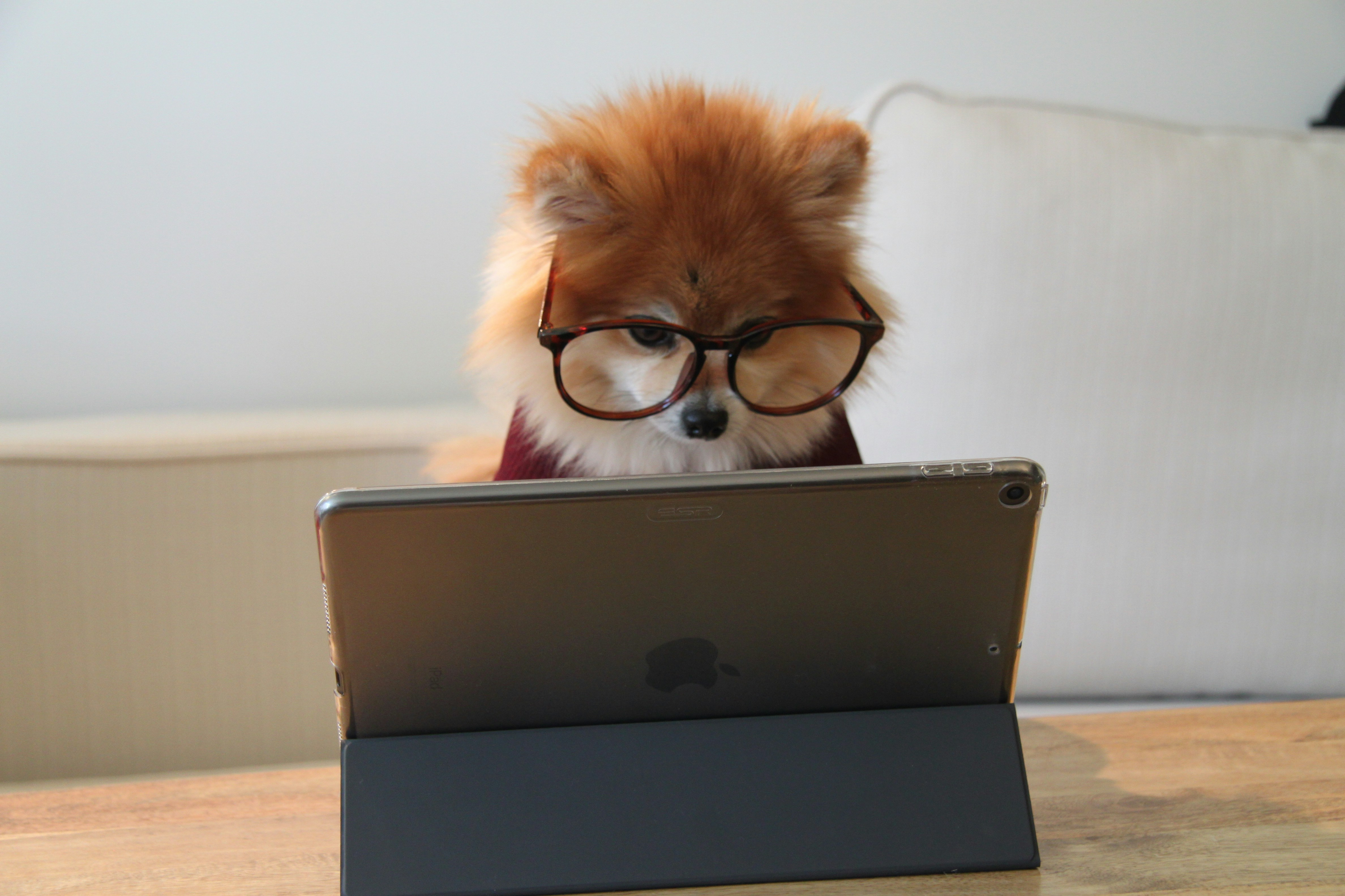 Dog working at computer